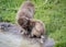 Snow Monkey Mother and Child