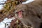 Snow Monkey on a mountainside