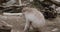 Snow monkey picking seeds and grain from sand next to a stream or pond