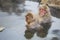 Snow Monkey Relaxation with Reflections in Still Water