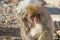 Snow Monkey Scraching Head, or Thinking