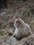 Snow Monkey Seated in Dried Vines