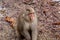 Snow Monkey sitting on the path