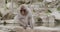 Snow monkey sitting on rocks on the edge of a hot spring in Japan drinks the water after looking around