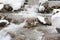 Snow Monkey Standing on Rock in Rapids