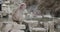 Snow monkey walks along the rim of an onsen, hot spring, then turns to look around