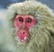Snow monkey. Winter season. The Japanese macaque also known as the snow monkey.Ã‘Å½