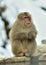 Snow monkey. Winter season. The Japanese macaque also known as the snow monkey.ÑŽ