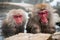 Snow monkeys enjoying an onsen in Nagano Prefecture, Japan