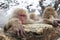 Snow Monkeys In Hot Spring