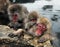 Snow monkeys, macaque bathing in hot spring, Nagano prefecture, Japan