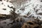 Snow monkeys, macaque bathing in hot spring, Nagano prefecture, Japan