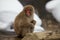 Snow monkeys, macaque, before bathing in hot spring, Nagano prefecture, Japan