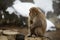 Snow monkeys, macaque, before bathing in hot spring, Nagano prefecture, Japan