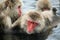 Snow monkeys, macaque bathing in hot spring, Nagano prefecture, Japan