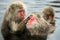 Snow monkeys, macaque bathing in hot spring, Nagano prefecture, Japan