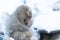 Snow monkeys in a natural onsen (hot spring), located in Jigokudani Park, Yudanaka. Nagano Japan.