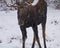 Snow moose jasper national park