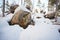 snow mounds on rock surfaces among trees