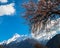 Snow mount and peach blossoms in spring