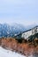 Snow mountain and alpine tree on Tateyama Kurobe Alpine Route -