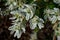 Snow On The Mountain Flower Euphorbia Marginata
