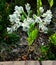 Snow On The Mountain Flower Plant in garden Euphorbia Marginata