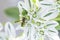 Snow on the mountain, white petals with green stripes