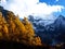 Snow moutain covered with Autumn colour