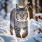 Snow Nature - Lynx Face Walk in Winter Wildlife in Europe - Lynx in the Snowy Forest in February
