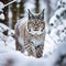 Snow Nature - Lynx Face Walk in Winter Wildlife in Europe - Lynx in the Snowy Forest in February