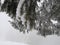 Snow on the needle tree on the mountain.