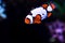 Snow Onyx Clownfish - Amphriprion ocellaris x Amphriprion percula