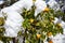 Snow on orange tree and its leaves. Frosted citrus background