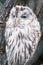 Snow owl (lat. Bubo scandiacus)