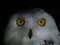 Snow owl portait isolated on black