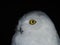 Snow owl portait isolated on black