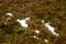 Snow patch  on a grass in a field.