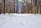 Snow on the pathway in the forest Winter landscape