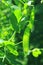 Snow pea, green pea Pisum sativum, Pisum saccaratum