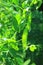 Snow pea, green pea Pisum sativum, Pisum saccaratum