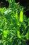 Snow pea, green pea Pisum sativum, Pisum saccaratum