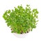 Snow pea microgreen in white bowl from above