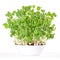 Snow pea microgreen in white bowl and potting compost