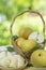 Snow pear or Shingo pear over green natural Blur background.