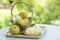 Snow pear or Shingo pear over green natural Blur background.