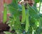 Snow peas hanging on the vine in backyard garden