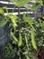 Snow peas in Urban Home Garden Photo