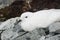 Snow petrel resting on the Antarctic Islands.