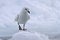 Snow petrel standing on the edge of a crack